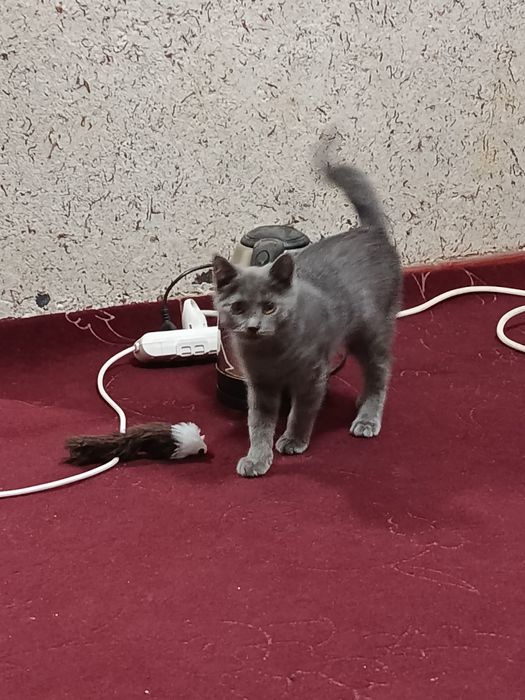 Shkorts fold zotdor mushuk sotiladi