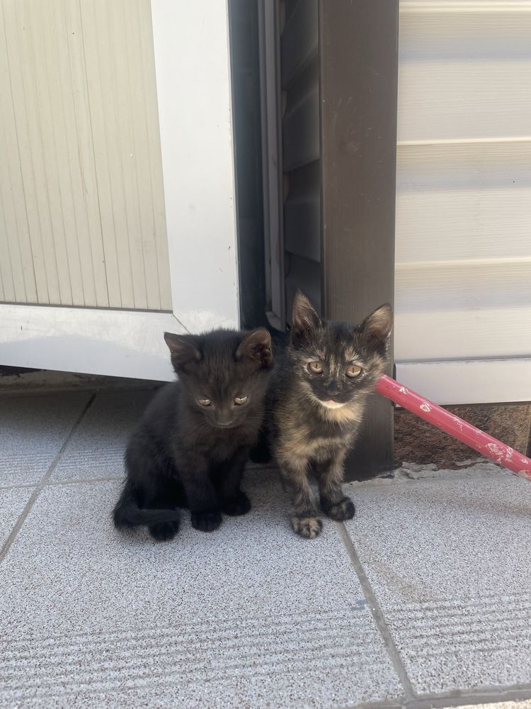 Котята бесплатно