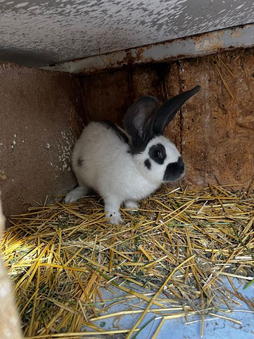 Disponibili o pereche fluture german pestriț