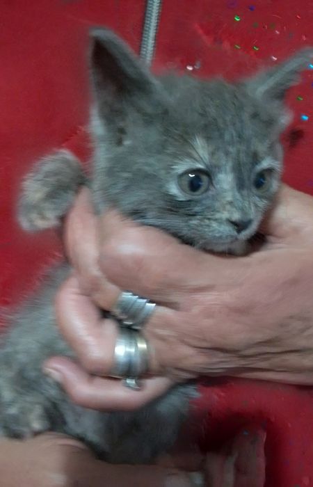 Котёнок, возраст 1 мес., пушистый,
