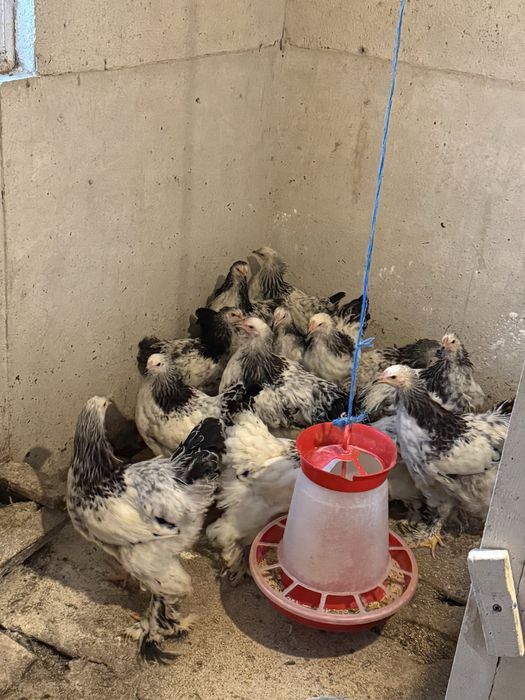 Brahma Herminat deschis