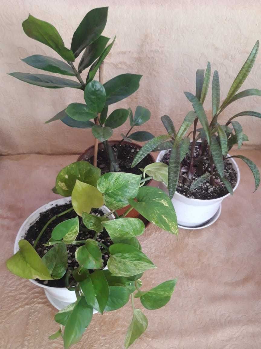 Продам комнатное растение- замиокулькас (долларовое дерево)