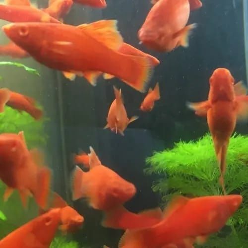 Продам аквариумных рыбок меченосцы