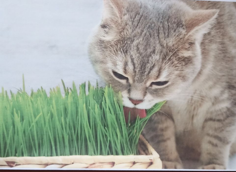 Свежая травка для котов