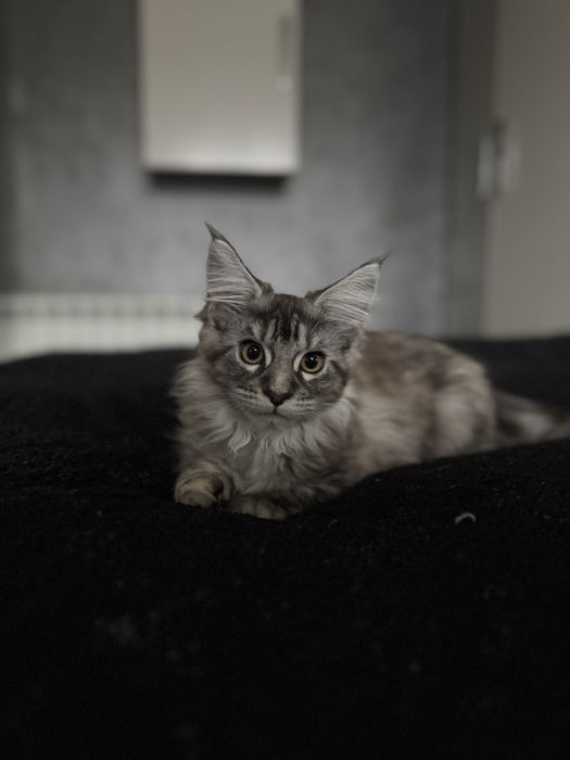 Женска котка Maine Coon/ Мейн Куун