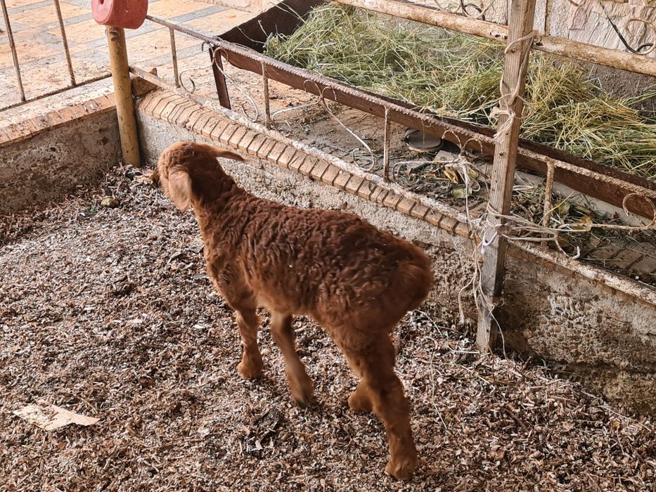 Ona bacha arashan tez sotiladi  bachaso tagalcha