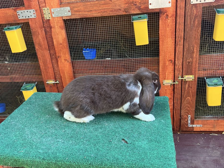 Iepuri Berbec German Havana