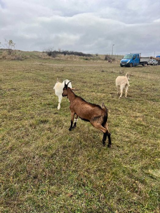 Vânzare capre Pistru Farm