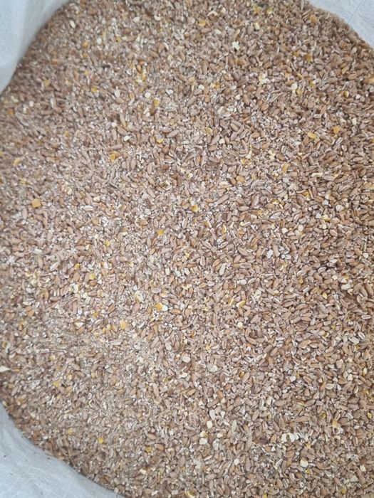 Furaj compos din triticale grau si porumb