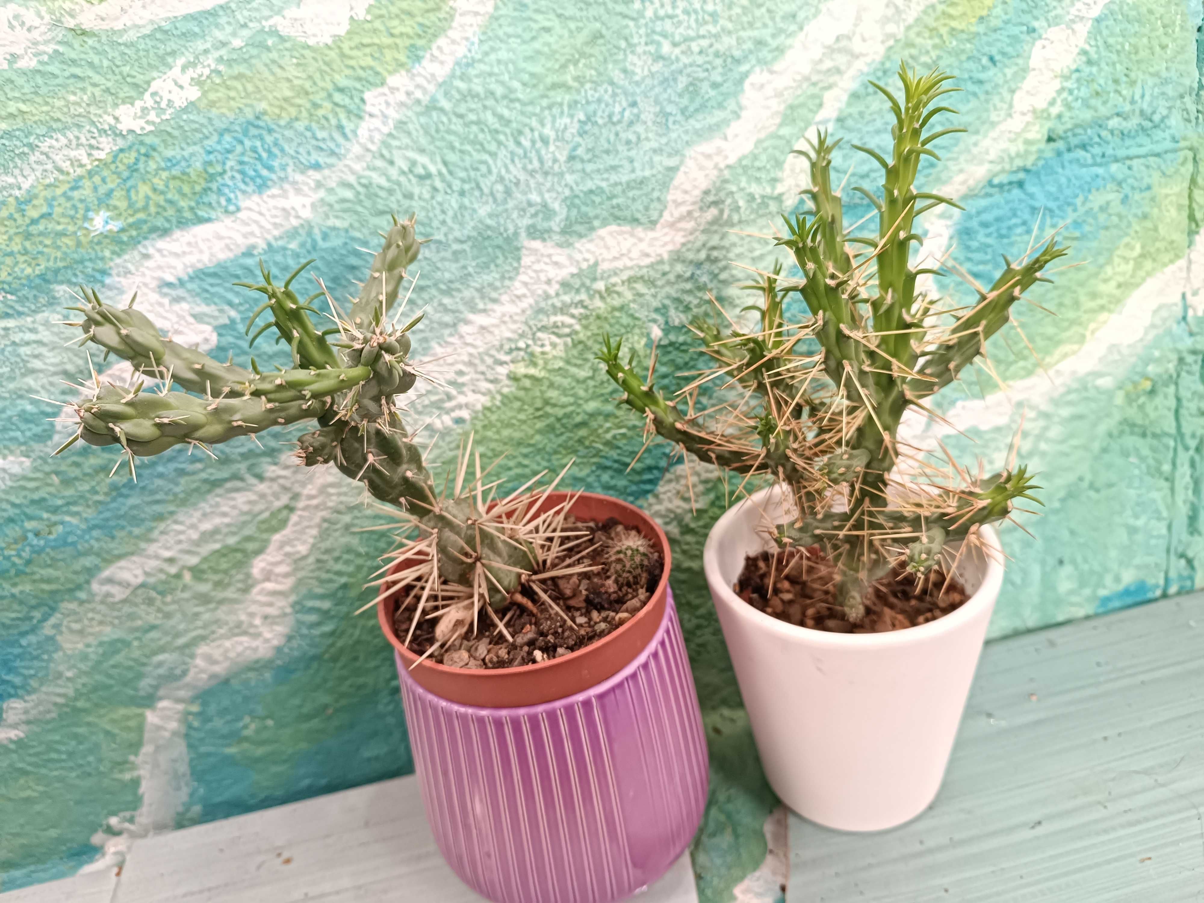 Кактус студоустойчив от вида Cylindropuntia imbricata