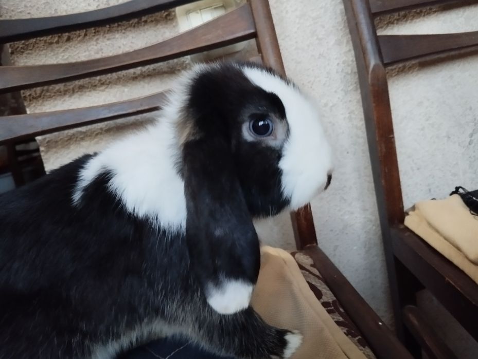 Oq qora dekarativ quyon sotiladi