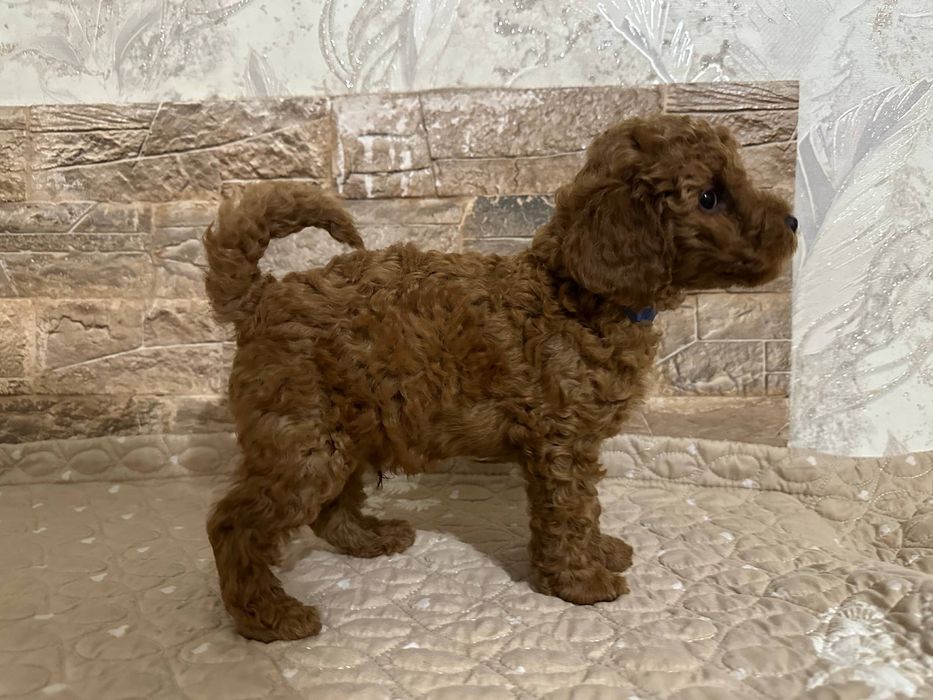 Продаются щенки пуделя