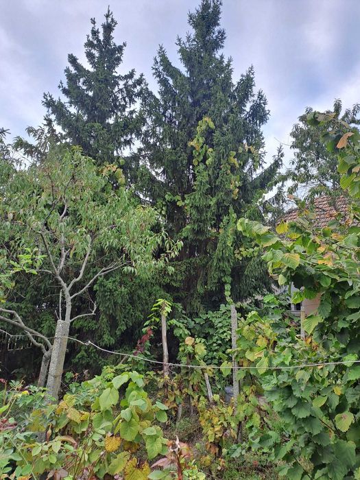 Brad de craciun de exterior