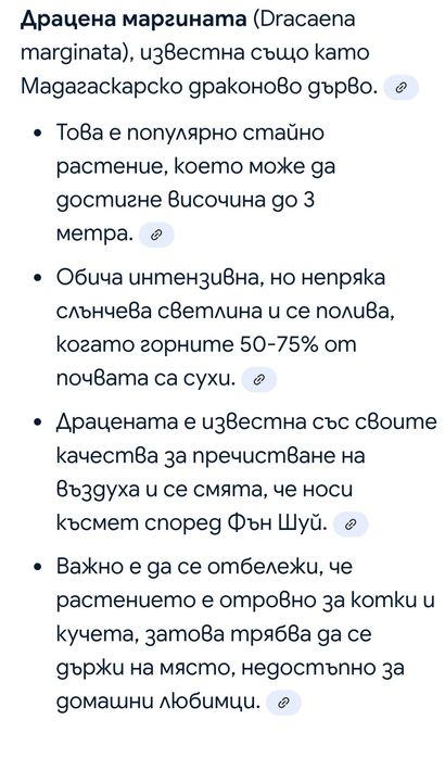 Драцена маргината 80 см