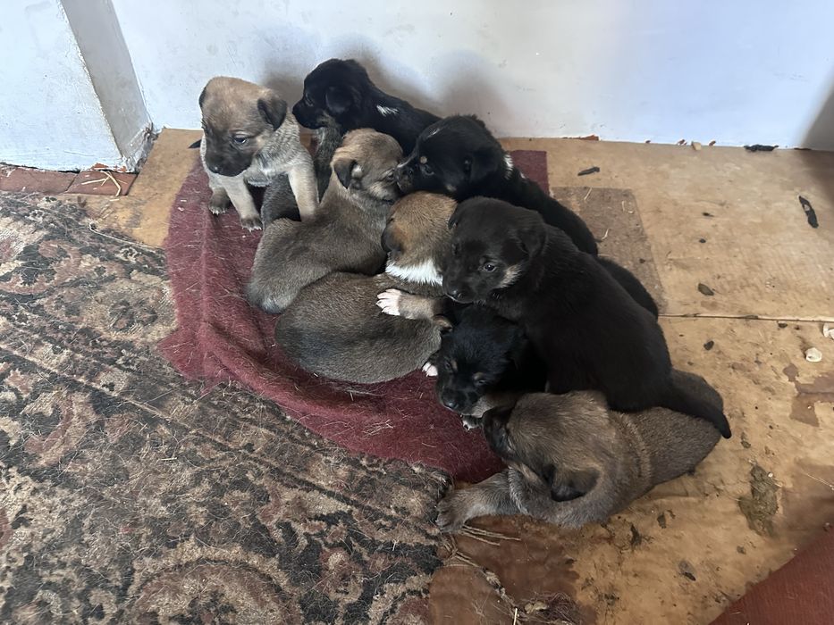 Яхши кулларга берамз