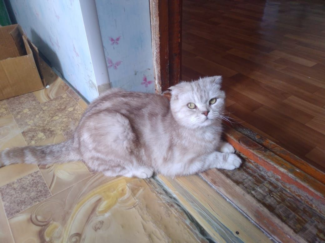 Вислоухи мысық бар