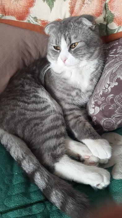 Шатланский кот..