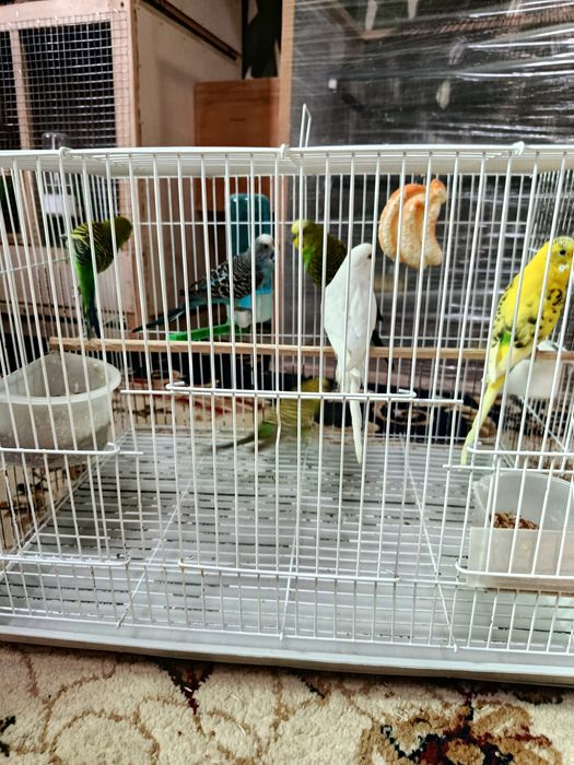 Волнистые попугаи разных цветов здоровые птицы (VOLNISTIY POPUGAYLAR)