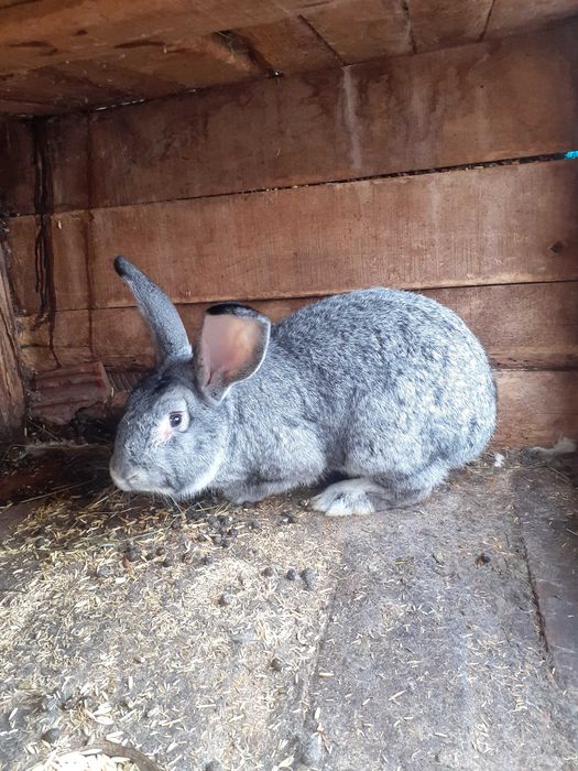 Мъжки млади зайци