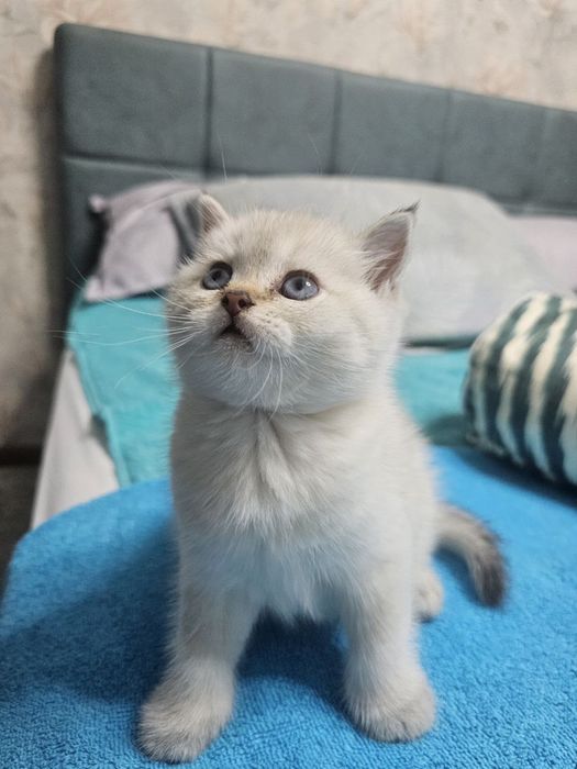 Scottish fold, Scottish straight