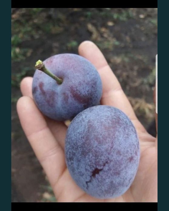 Pomi columnari , trimitem in toata tara