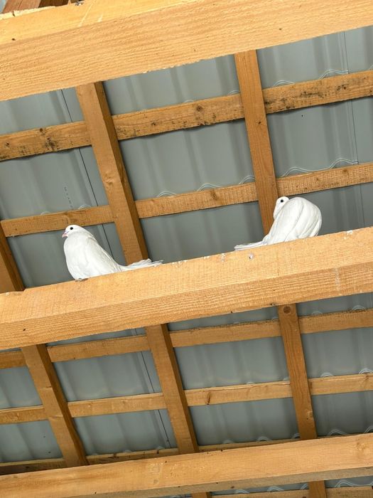 Porumbei rotati curcani