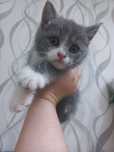 Скотиш страйт 1,5 месяцев