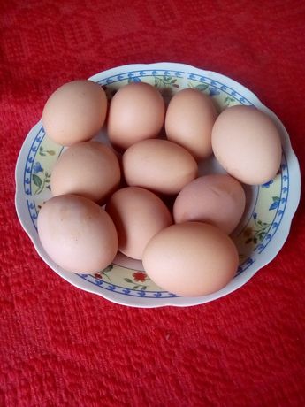 Ouă de găină crescute la curte.