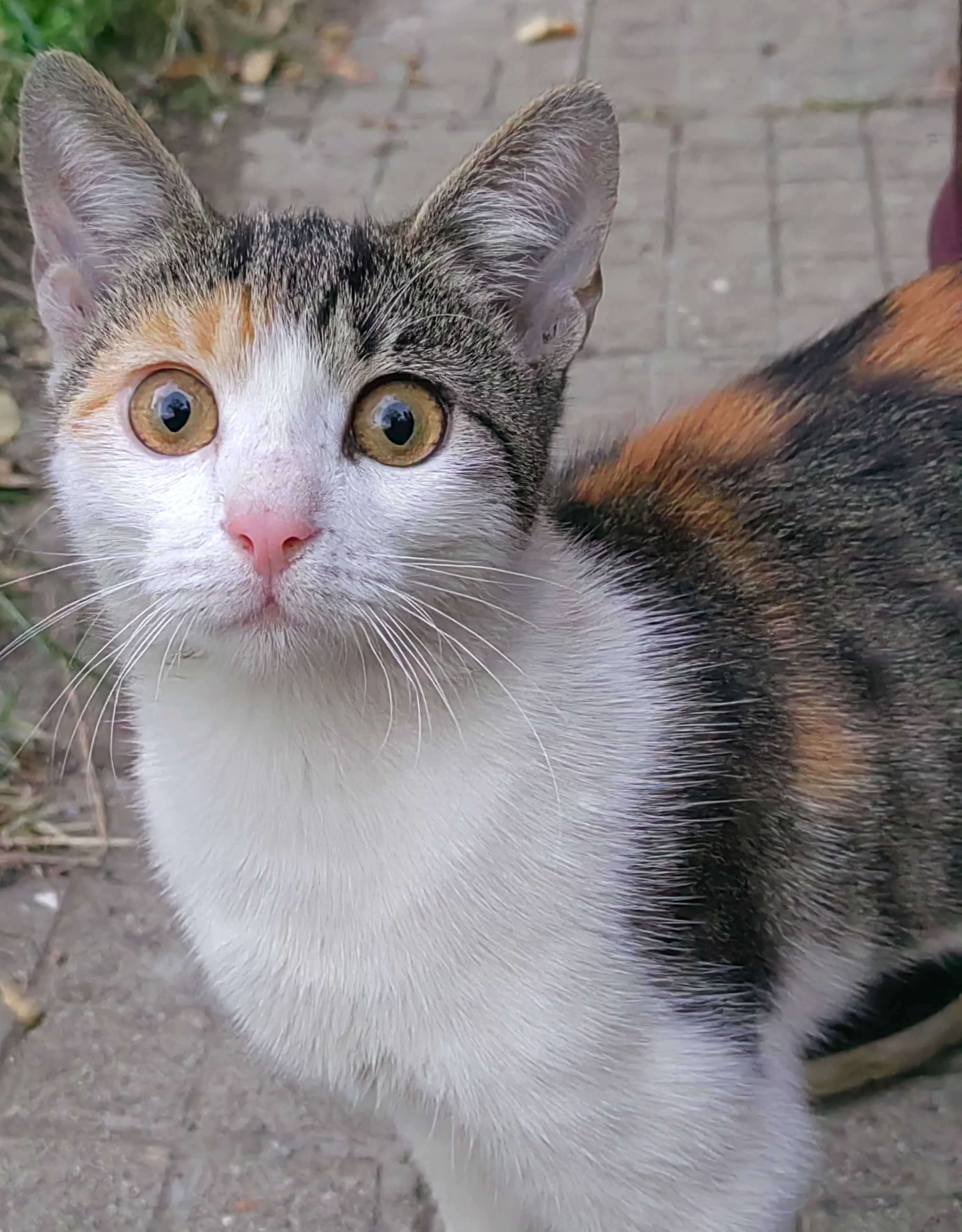 Трицветно коте се подарява