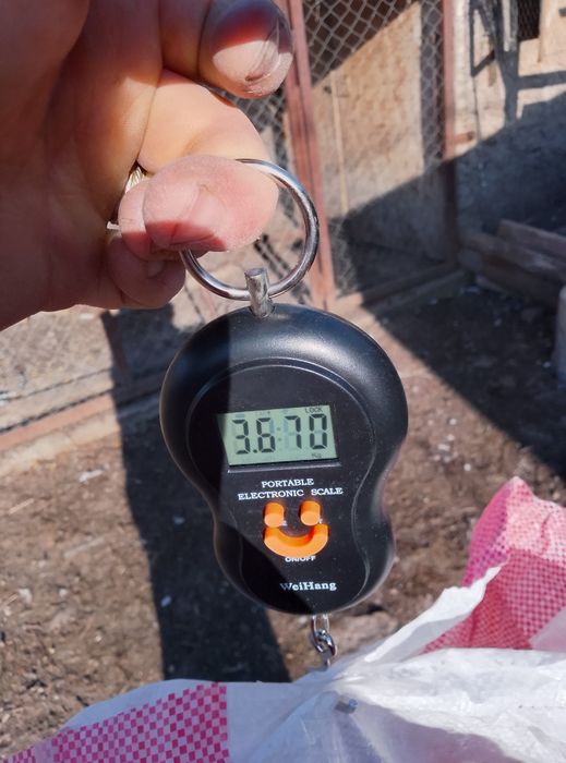 Vând rațe leșești