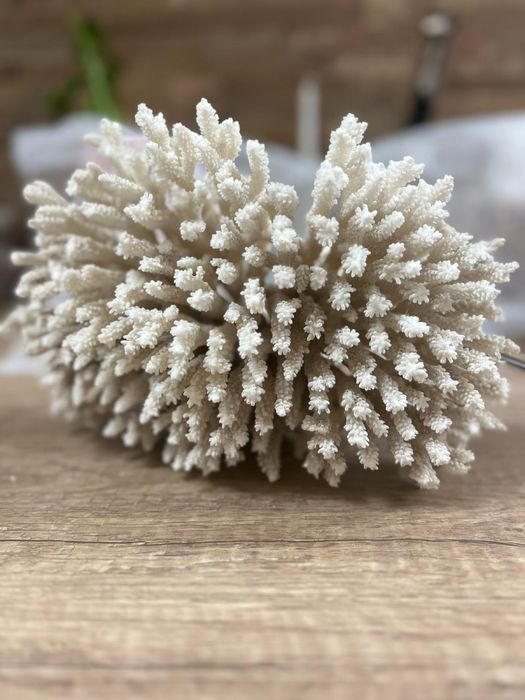 Голям  бял корал