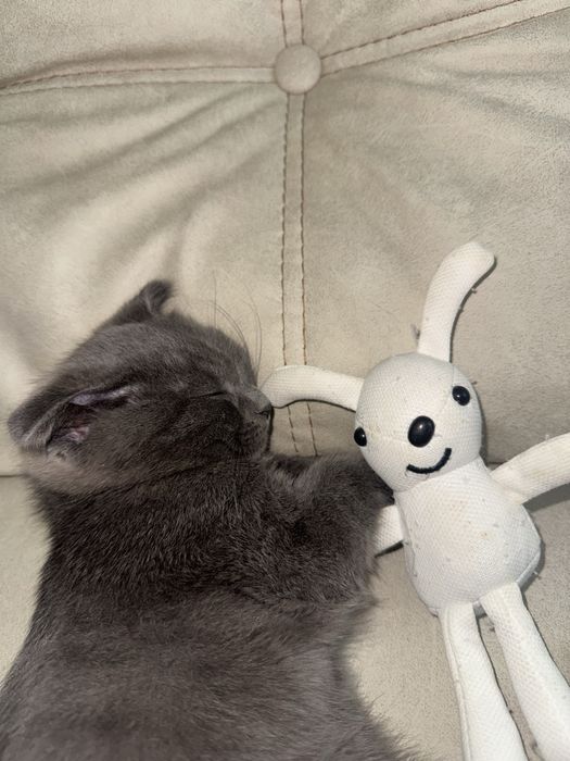 Продаются кошки пародистые