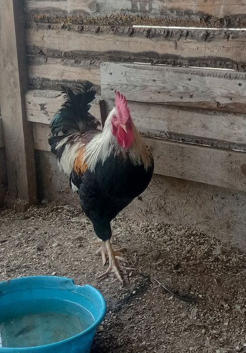 Продам домашний питух