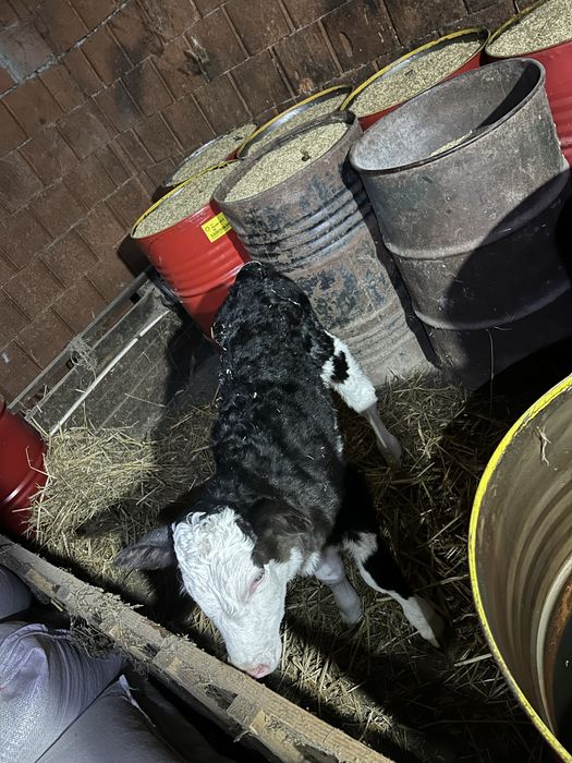 Vand vitea baltata pe negru