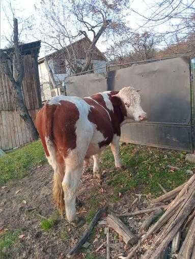 Vițel tânăr de vânzare