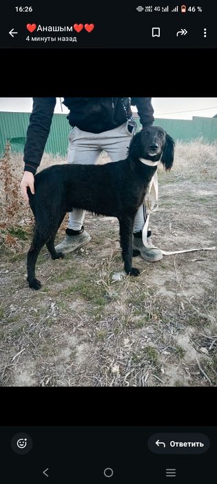 Тазы ит собака тазы