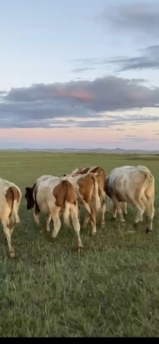 Продам бычков 5 голов.