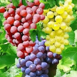 Vita de Vie (De Masa Fără Sâmburi)