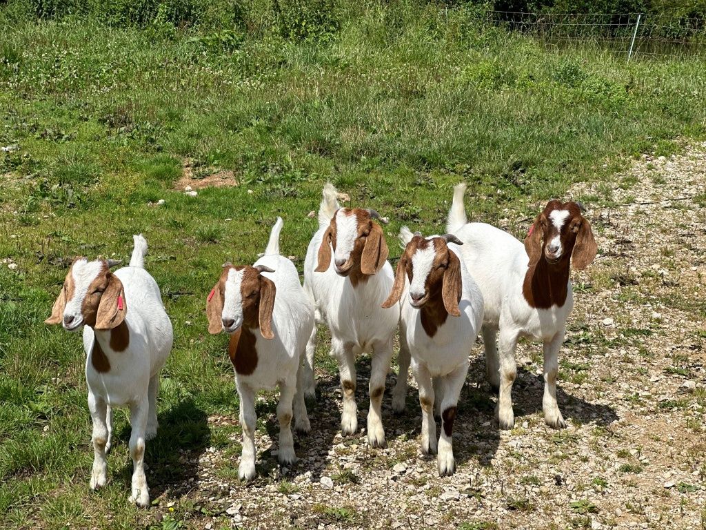 Capre iezi iedute  țap rasă Boer