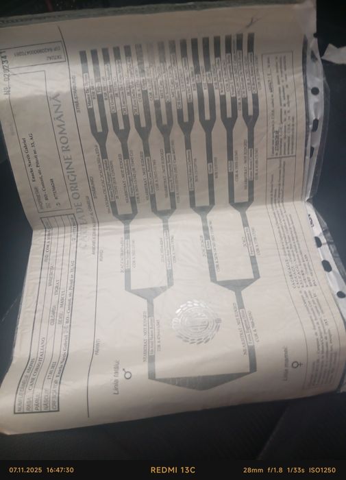 Dog argentinian  ,foarte iubitor ,masiv ai foarte bun de pază!