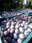 Prune de vânzare