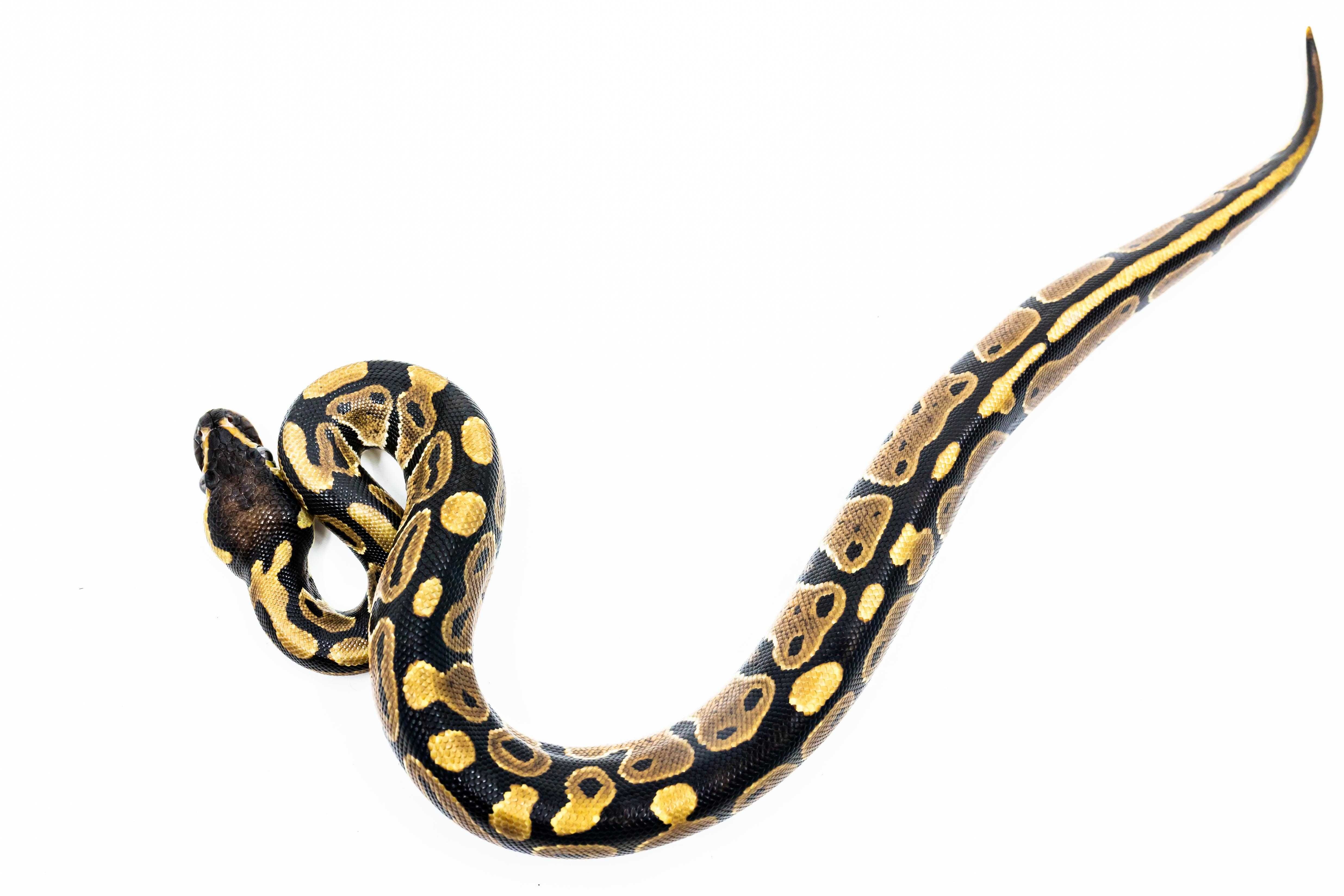 Pitoni Regali (Python Regius) juvenil