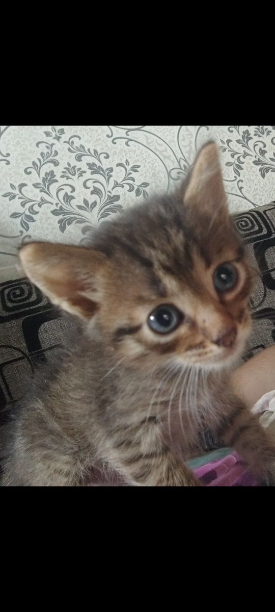 Котята крысыловы