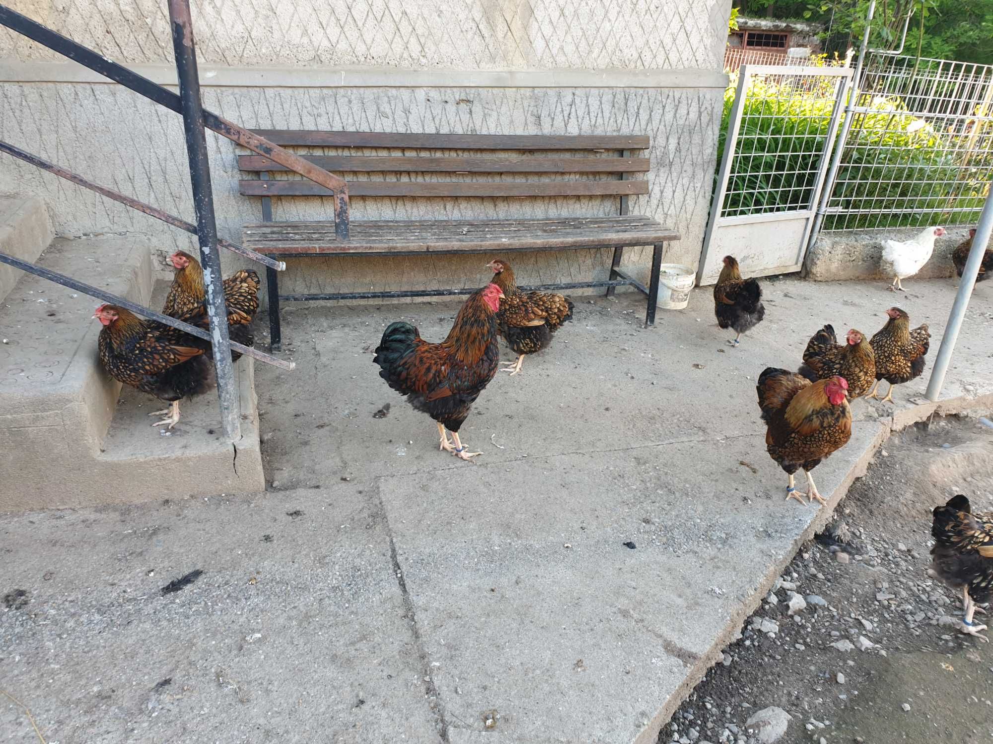 Ouă pentru incubat Wyandotte gsg
