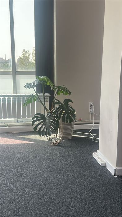 Монстера цветок для дома и офиса