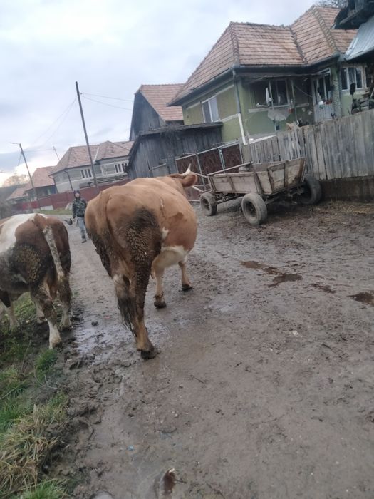 Vând vacă gestanta,in luna a șaptea
