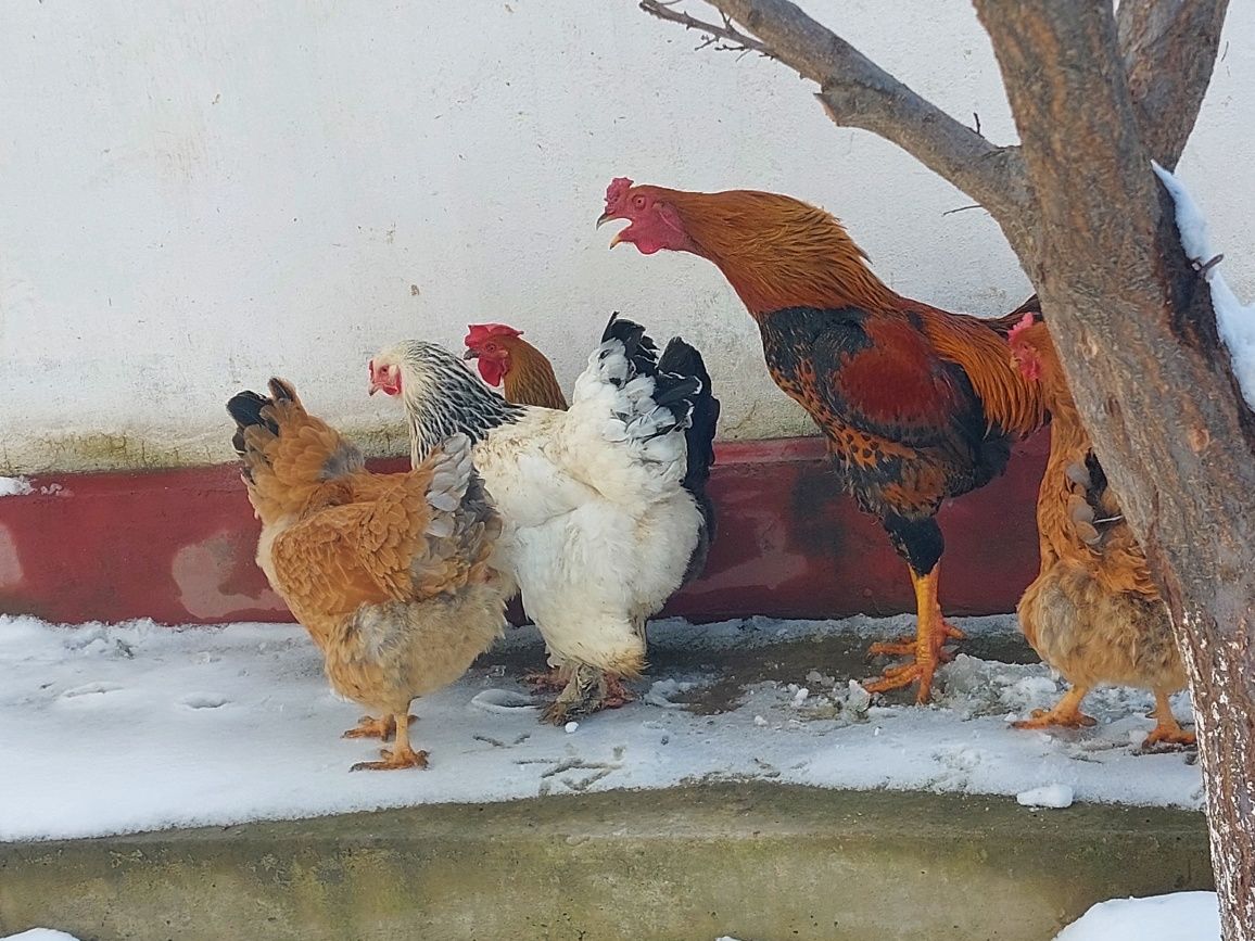 Инкубационное яйца и цыплята в продаже