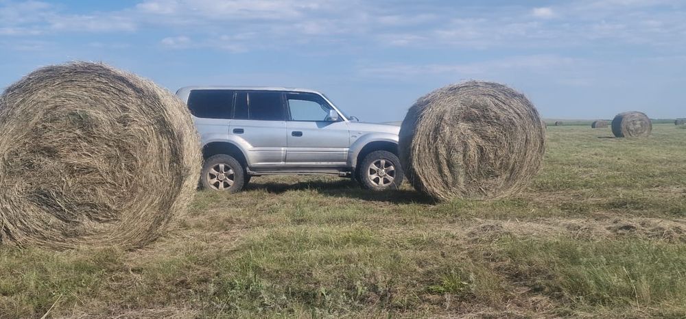 Сено зелёное свежее отличного качества в больших рулонах тюках до500кг