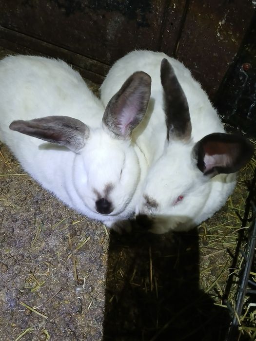 Iepurași de vânzare