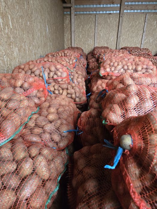 Cartofi consum roșu și alb